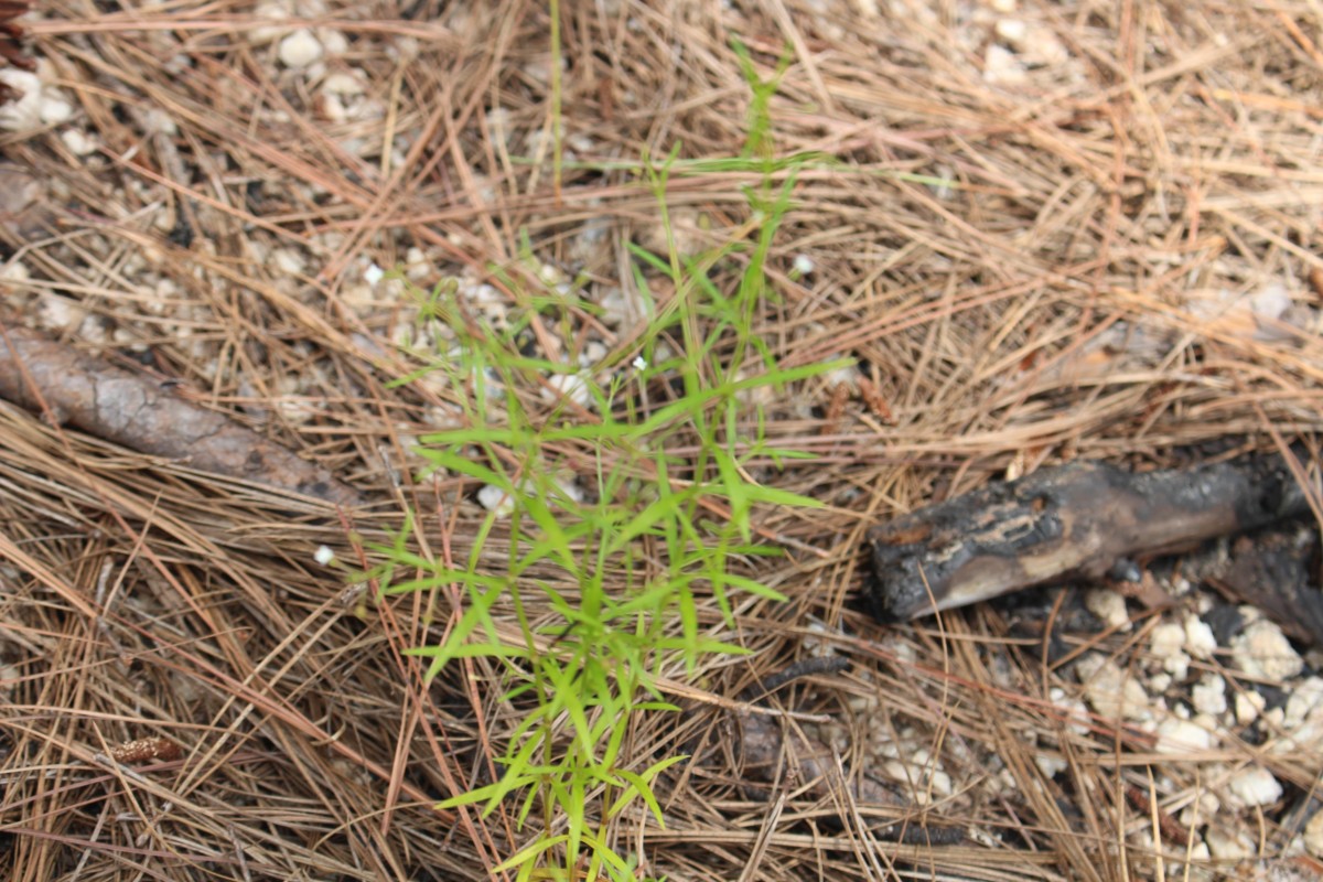 Oldenlandia herbacea (L.) Roxb.